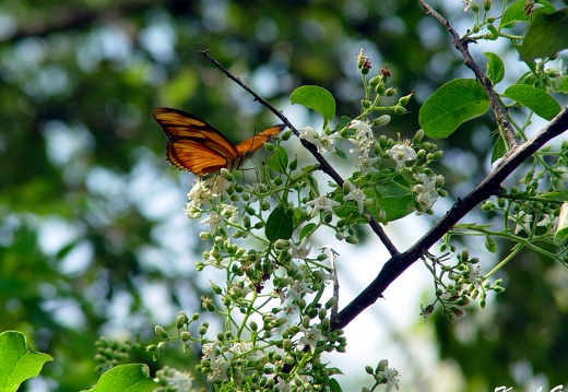 MARIPOSAS