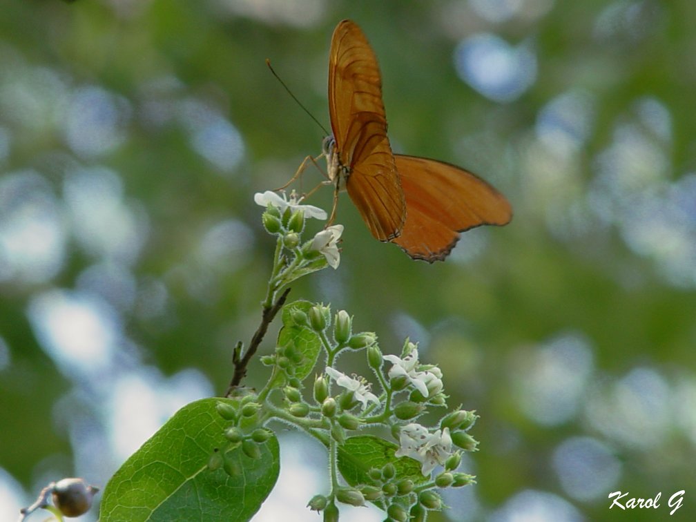 Mariposa 24